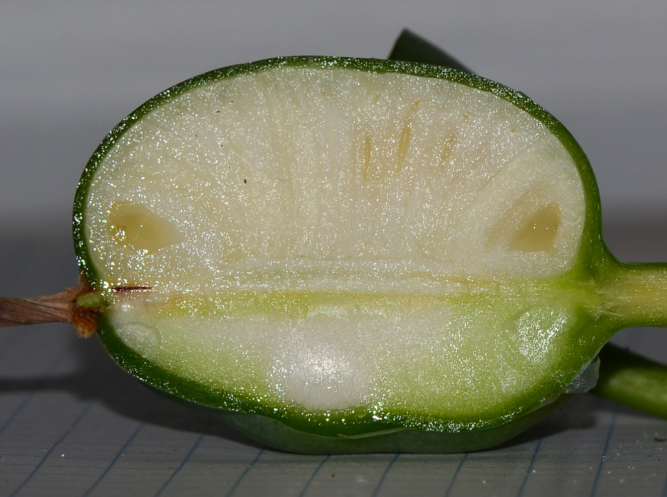 Image of Pancratium maritimum specimen.