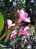 Смотреть изображение Nerium oleander