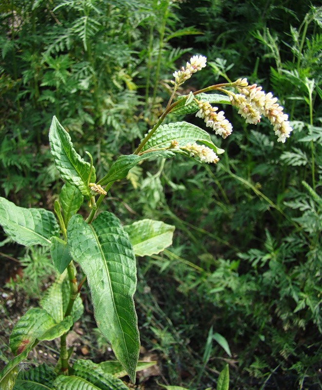 Image of Persicaria lapathifolia specimen.