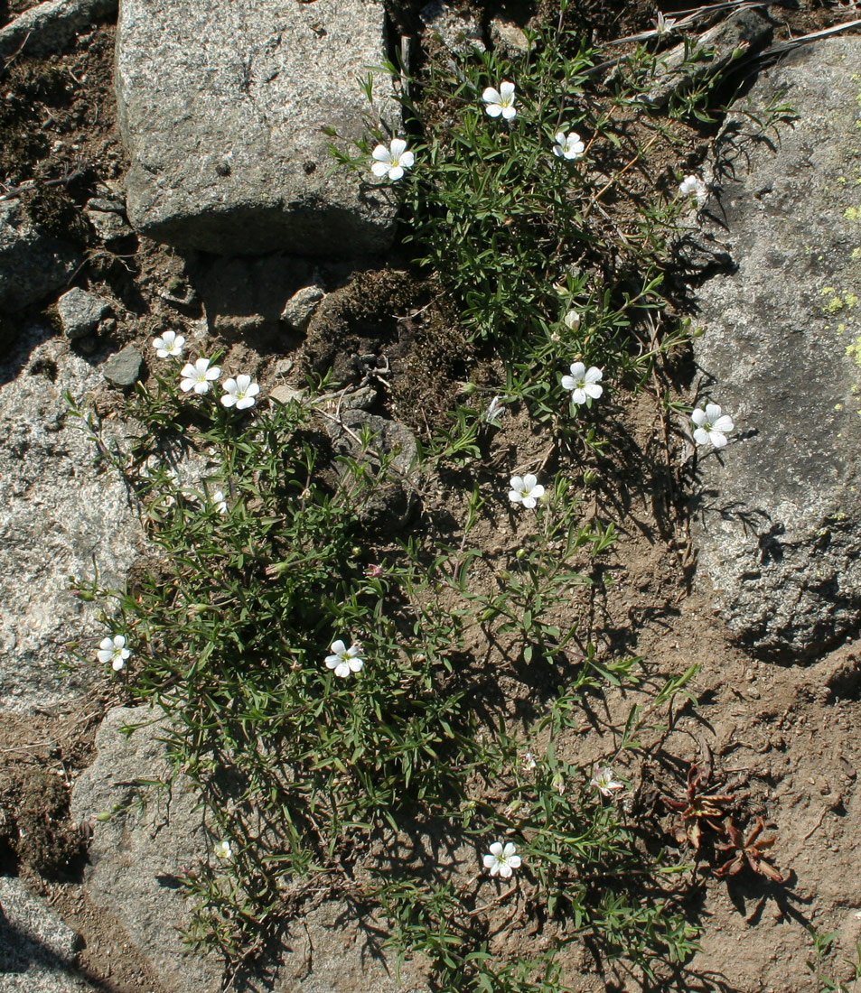 Image of Gypsophila sericea specimen.