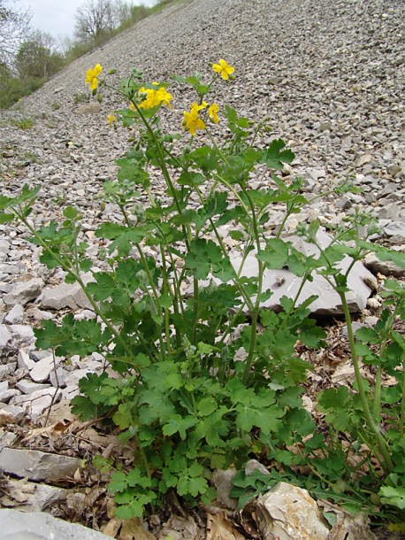 Image of Chelidonium majus specimen.