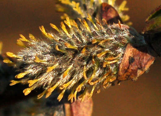 Image of Salix schwerinii specimen.