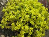 Sedum acre