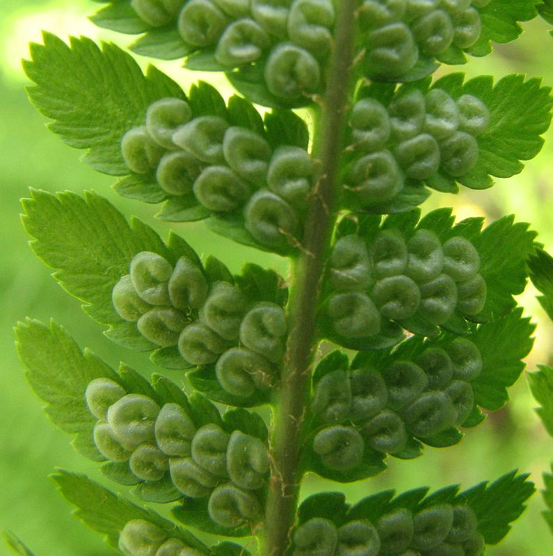 Image of Dryopteris filix-mas specimen.