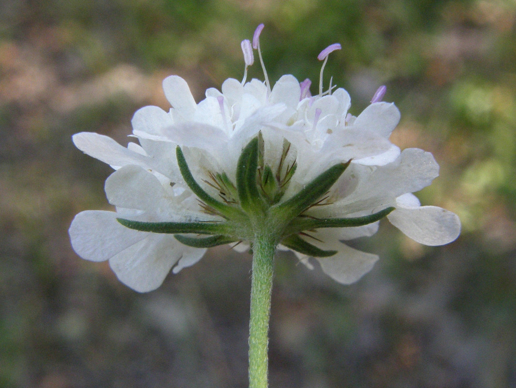 Image of Scabiosa praemontana specimen.