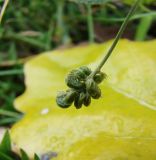 Medicago lupulina. Зреющее соплодие. Краснодарский край, Кущёвский р-н, станица Шкуринская. 10.11.2009.