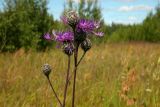 Centaurea scabiosa