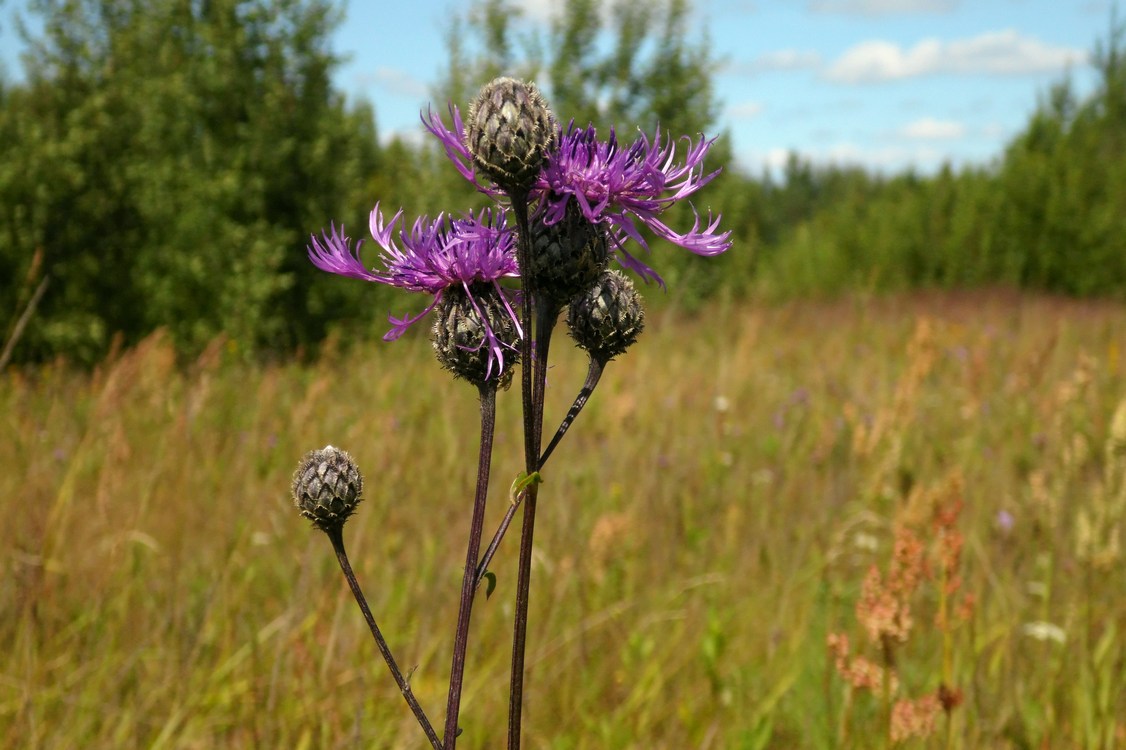 Изображение особи Centaurea scabiosa.