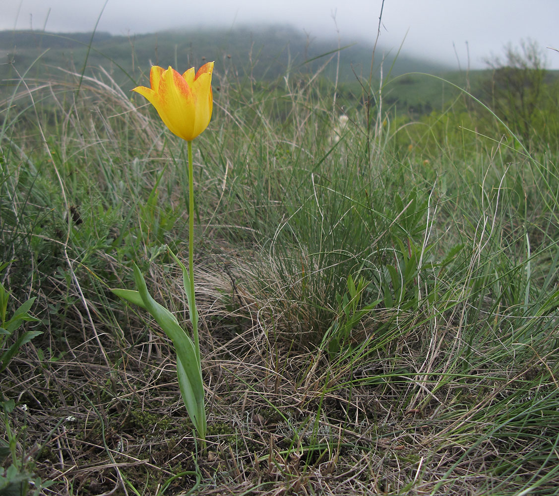 Image of Tulipa suaveolens specimen.