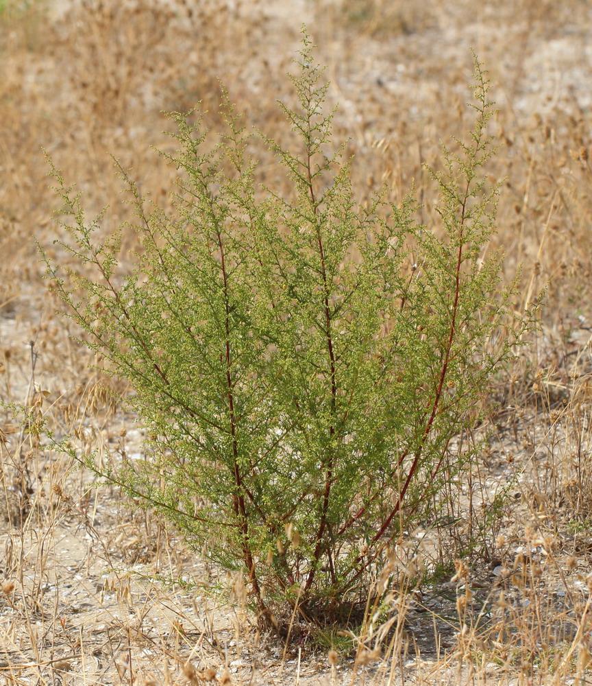 Image of Artemisia scoparia specimen.