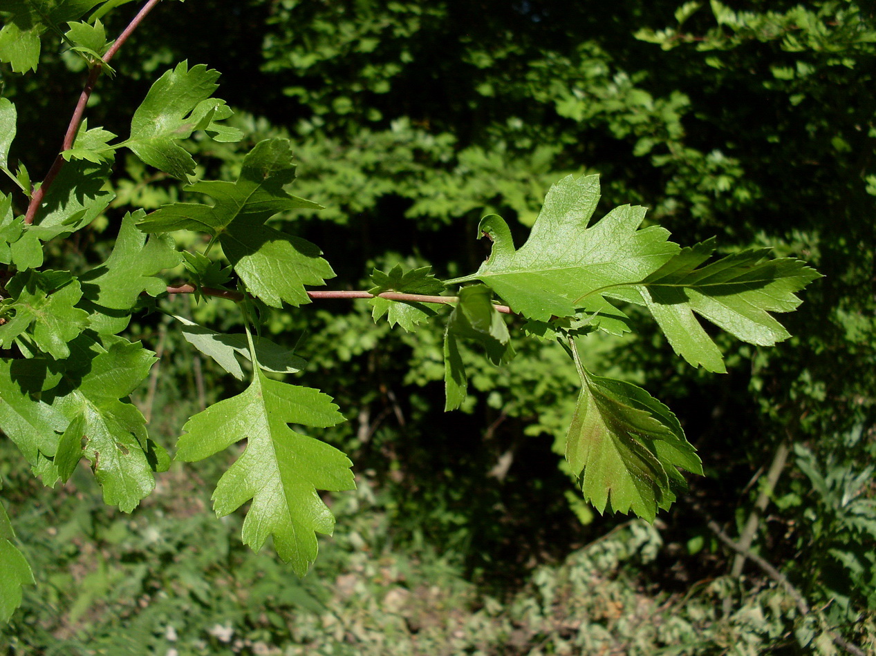 Image of Crataegus monogyna specimen.