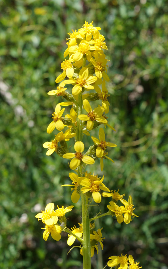 Image of Ligularia heterophylla specimen.