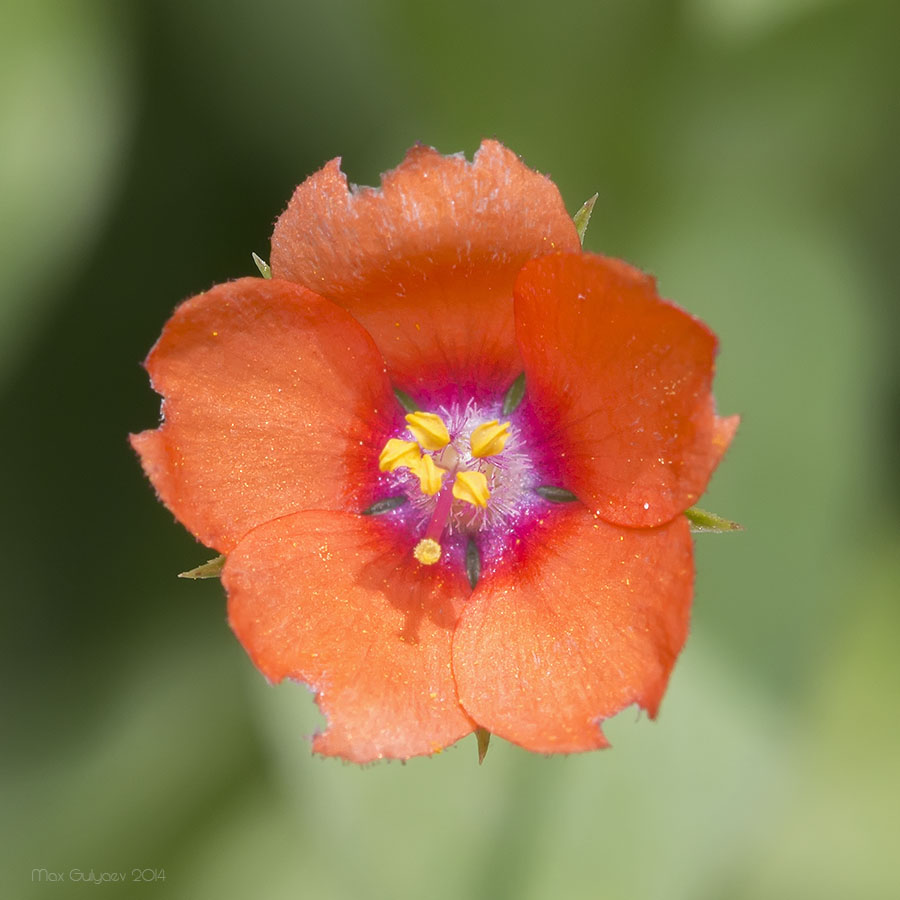 Image of Anagallis arvensis specimen.