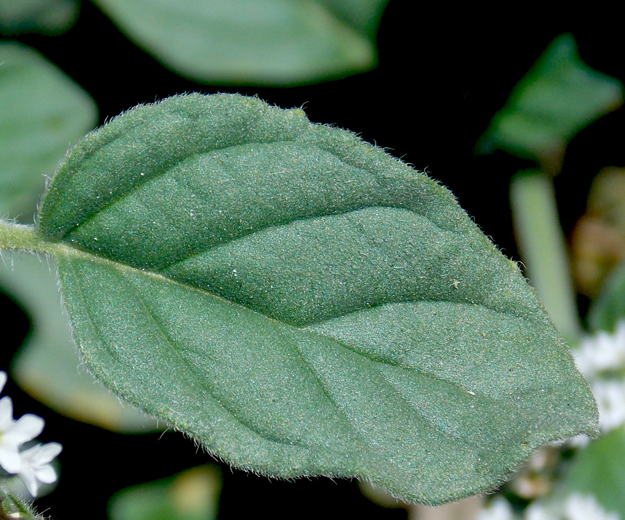 Image of Heliotropium ellipticum specimen.