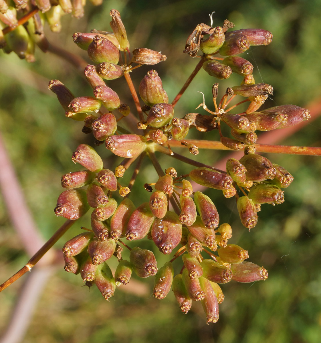 Image of Ferula songarica specimen.