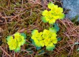 Chrysosplenium sibiricum