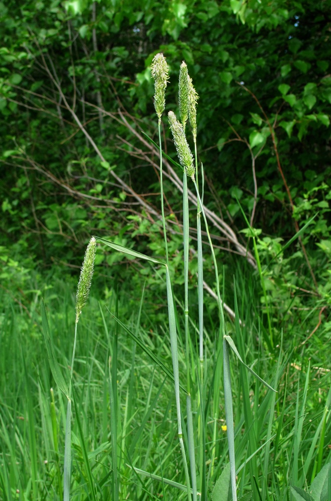 Image of Alopecurus pratensis specimen.