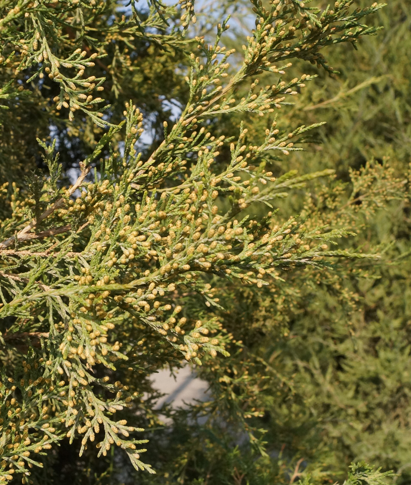 Image of Juniperus virginiana specimen.