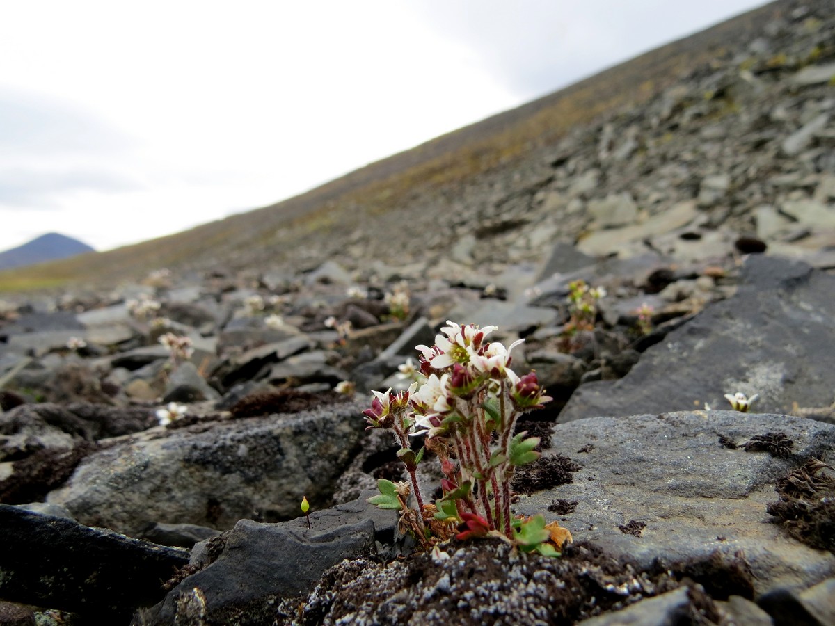 Image of Saxifraga hyperborea specimen.