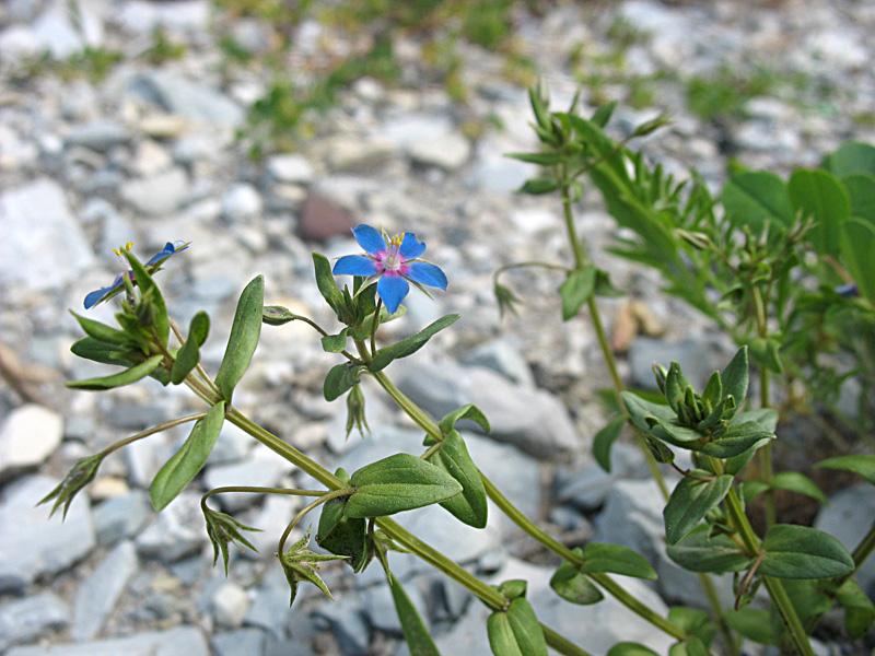 Image of Anagallis foemina specimen.