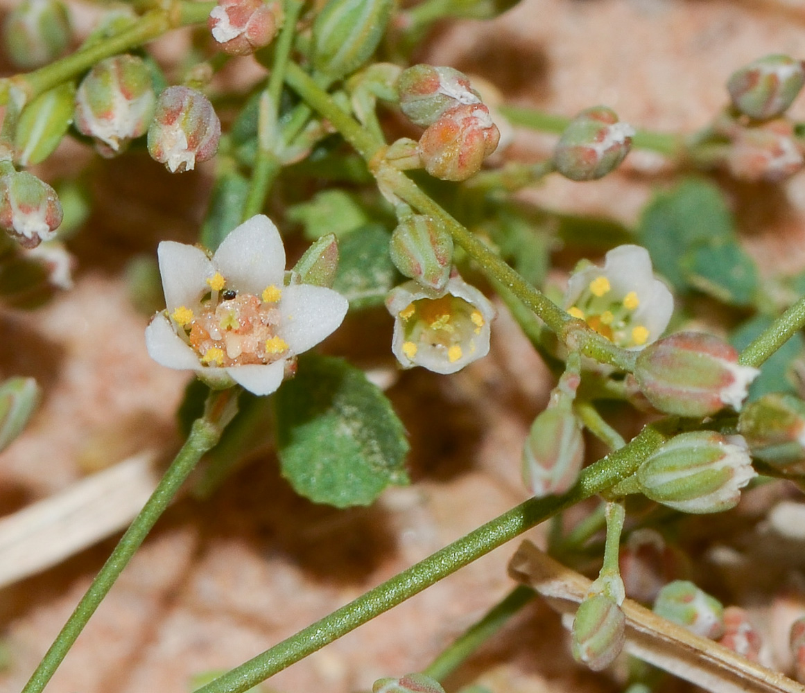 Изображение особи Polycarpaea robbairea.