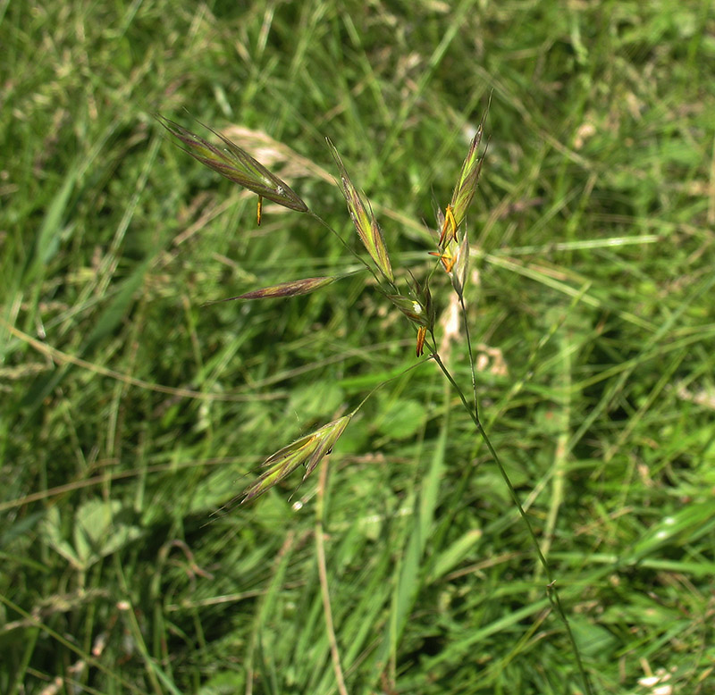 Image of Bromopsis riparia specimen.