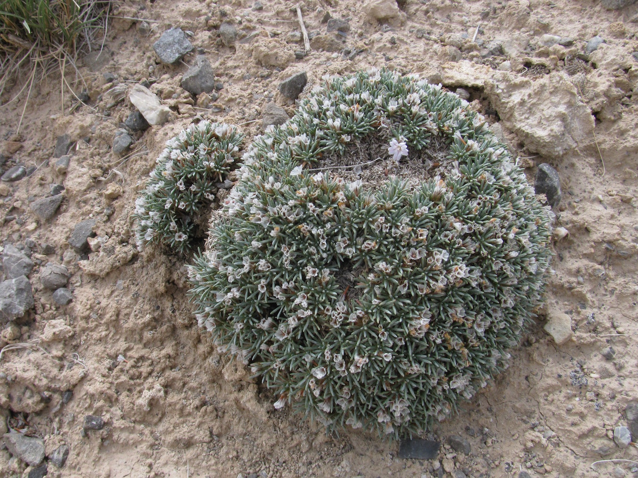 Image of Acantholimon hedinii specimen.