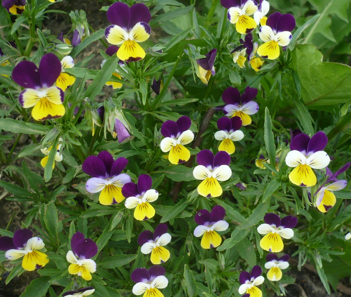 Image of Viola tricolor specimen.