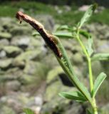 Aconogonon panjutinii. Лист (вид снизу), поражённый головнёй. Кабардино-Балкария, Эльбрусский р-н, долина р. Ирик, ок. 2300 м н.у.м. 14.07.2016.