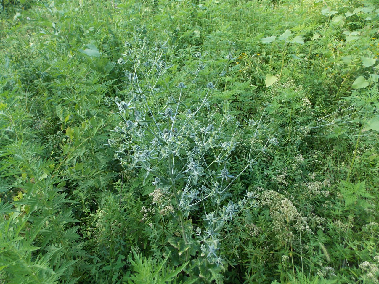 Image of Eryngium planum specimen.