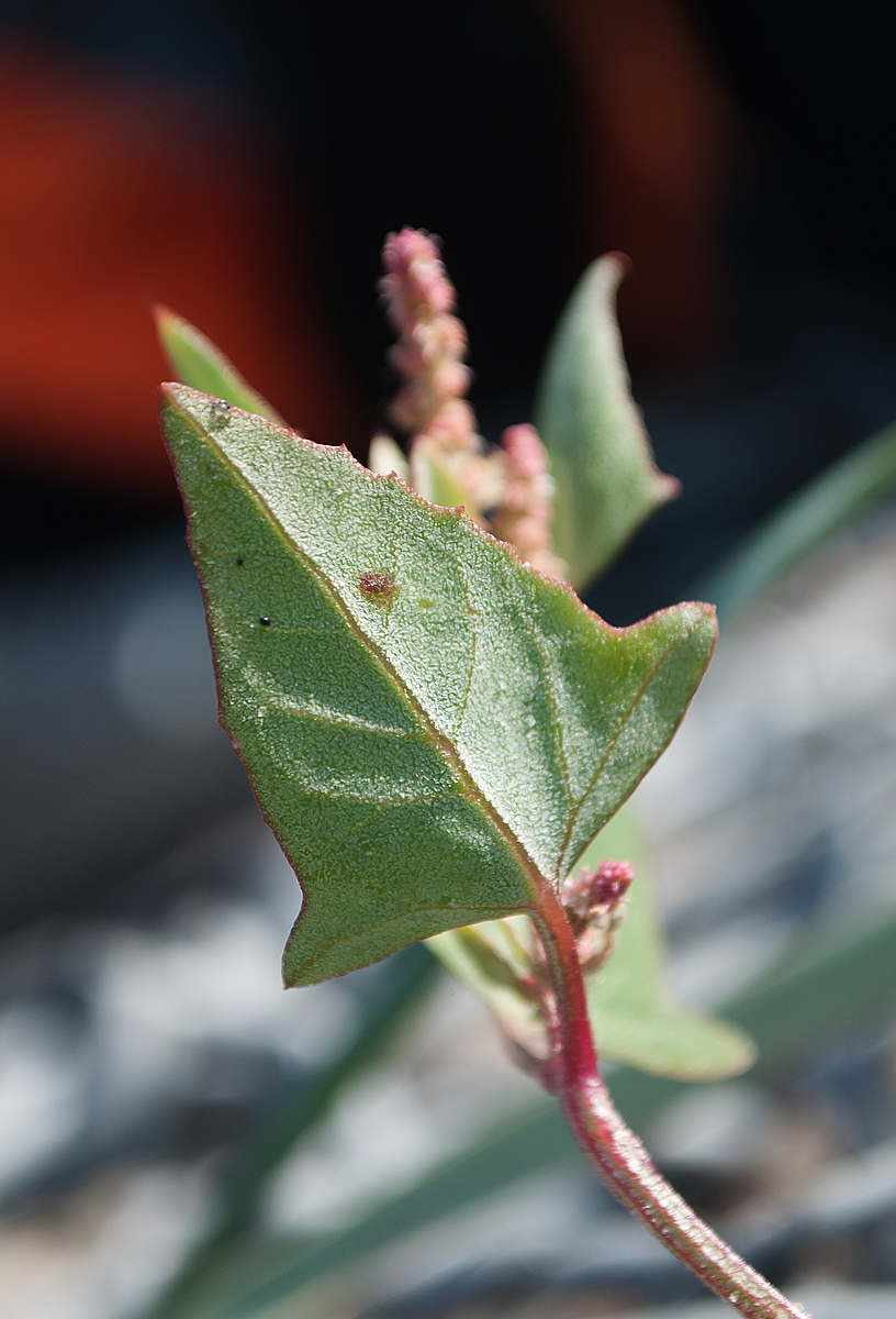 Image of Atriplex prostrata specimen.