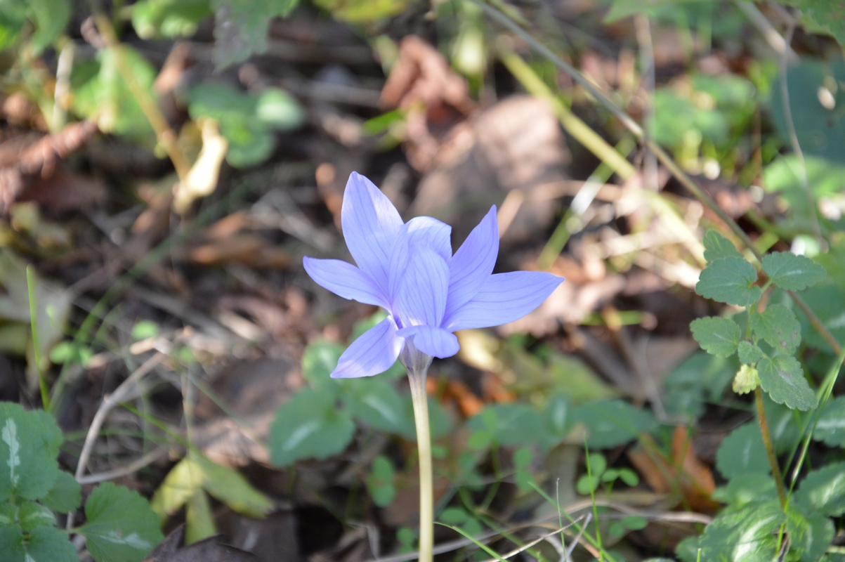 Image of Crocus speciosus specimen.