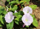 Calystegia spectabilis. Цветки, бутоны и листья. Беларусь, Минская обл., Минский р-н, ост. Ждановичи, обочина дороги у леса. 18.06.2016.