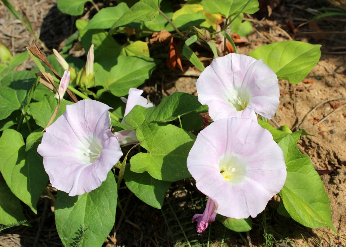 Изображение особи Calystegia spectabilis.