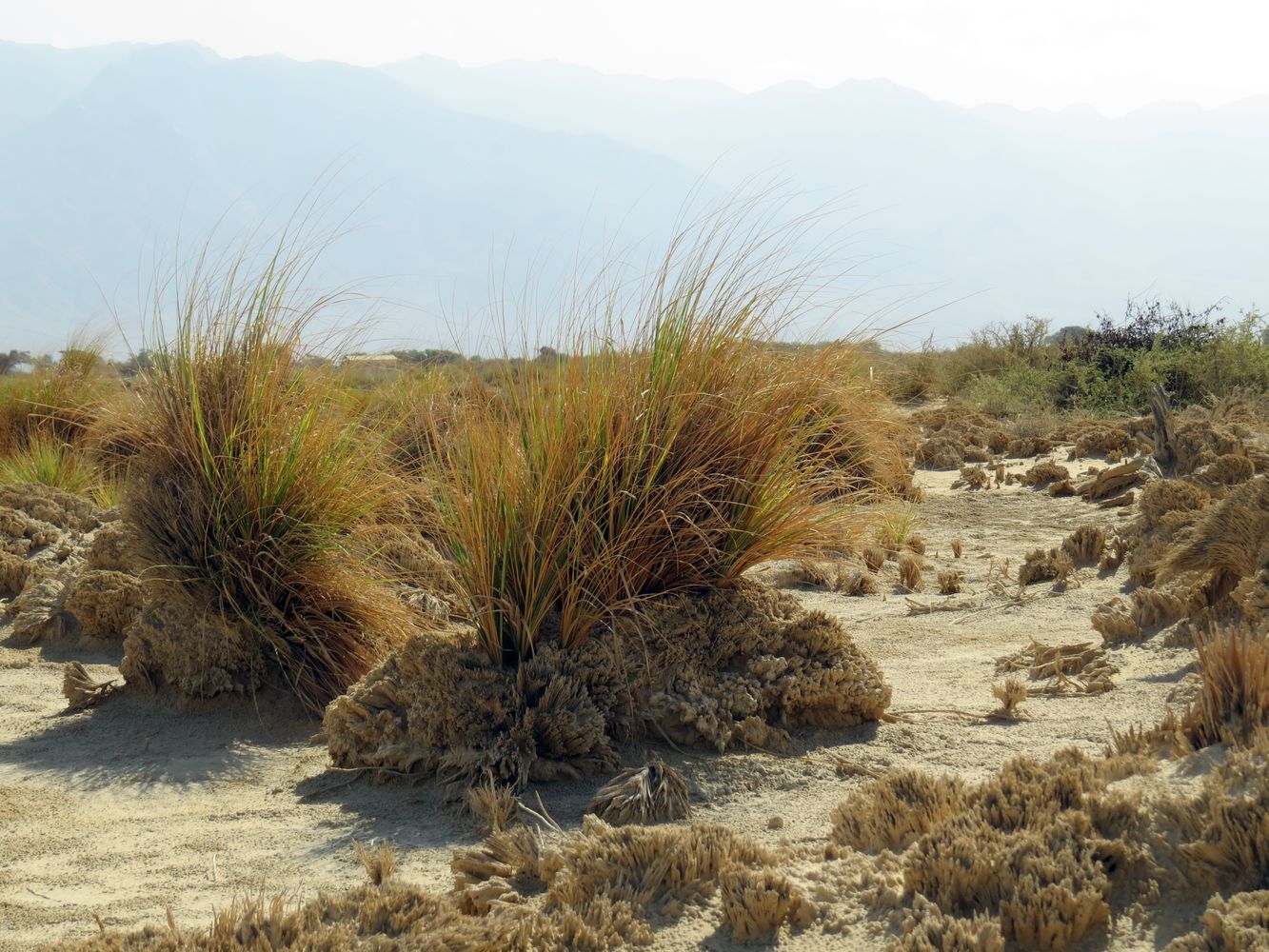 Изображение особи Eragrostis bipinnata.