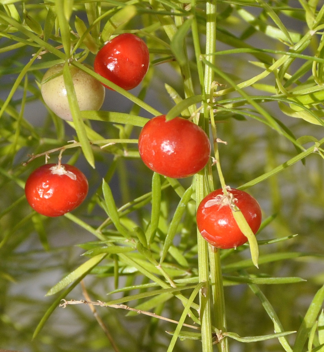 Image of Asparagus densiflorus specimen.