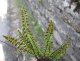 Asplenium trichomanes