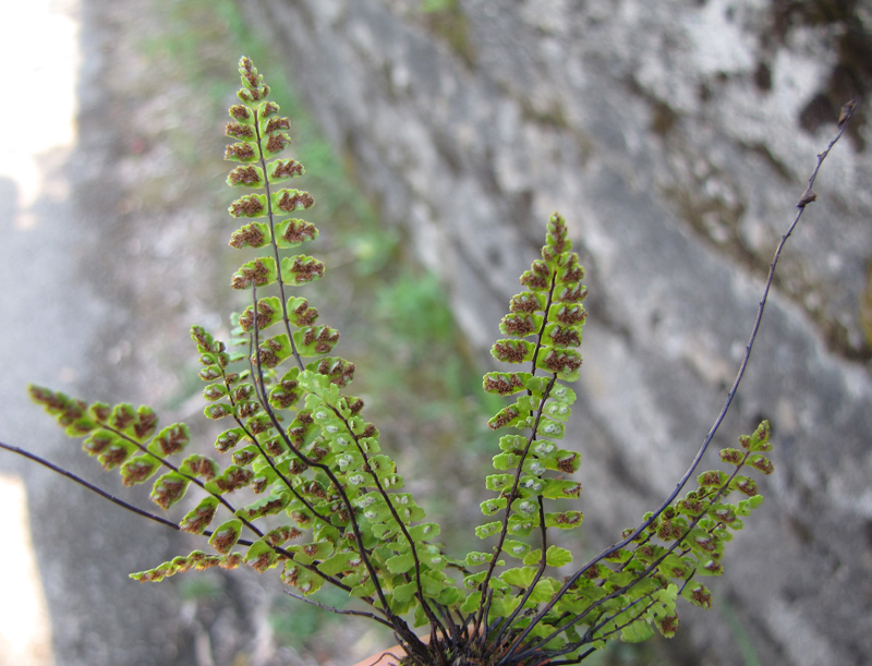 Изображение особи Asplenium trichomanes.