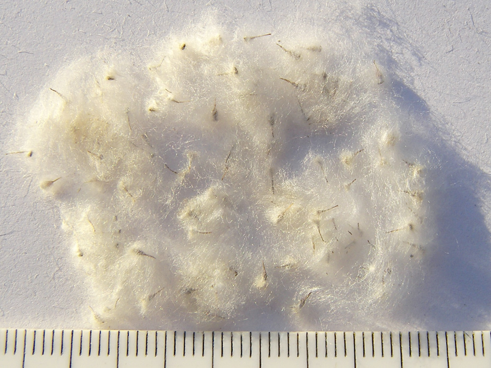 Image of Anemone hupehensis specimen.