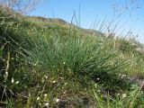 Festuca valesiaca