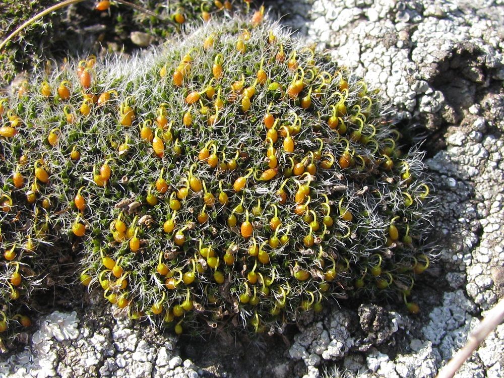 Image of genus Grimmia specimen.