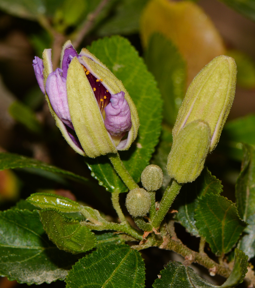 Изображение особи Grewia occidentalis.