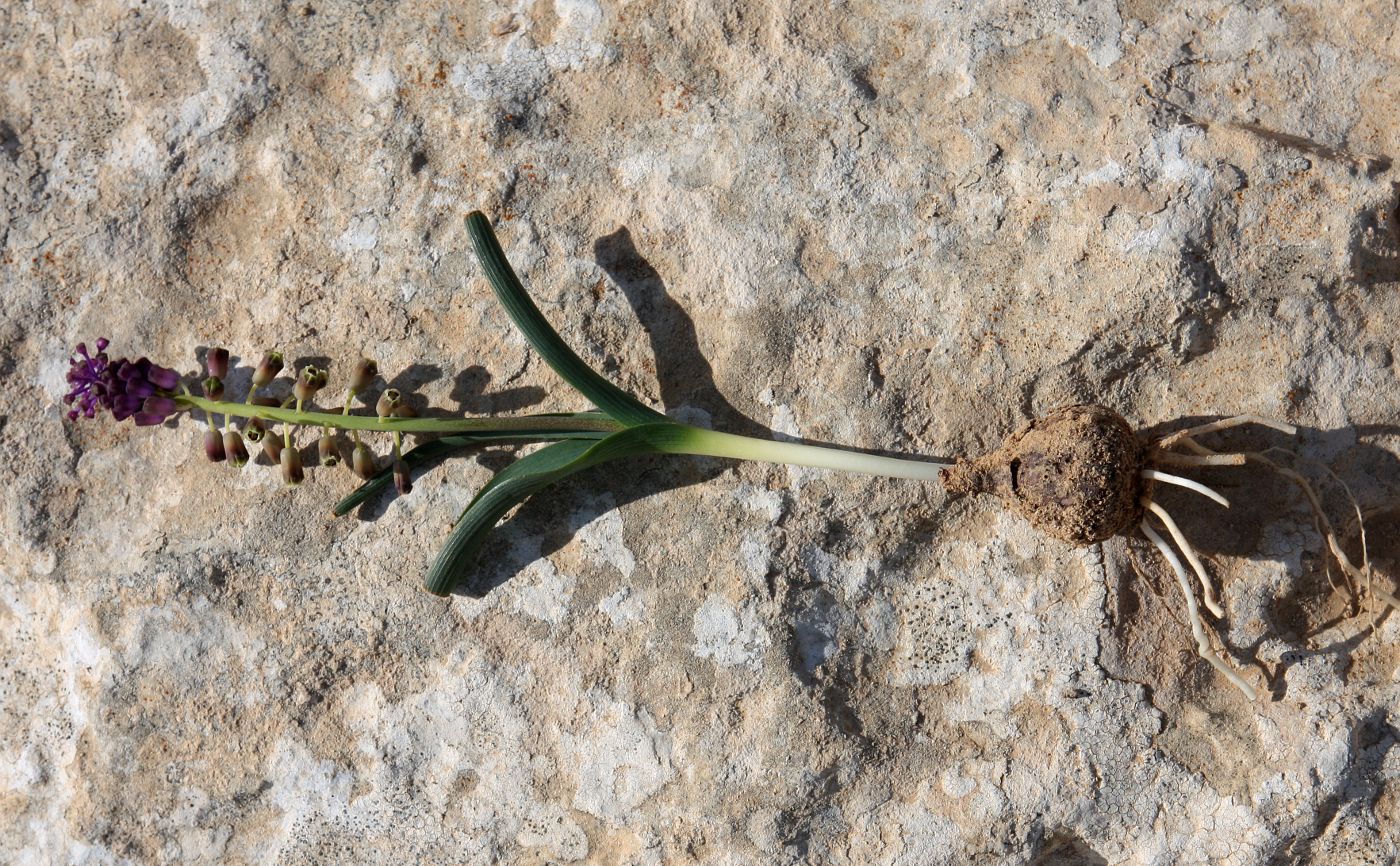 Image of Leopoldia comosa specimen.