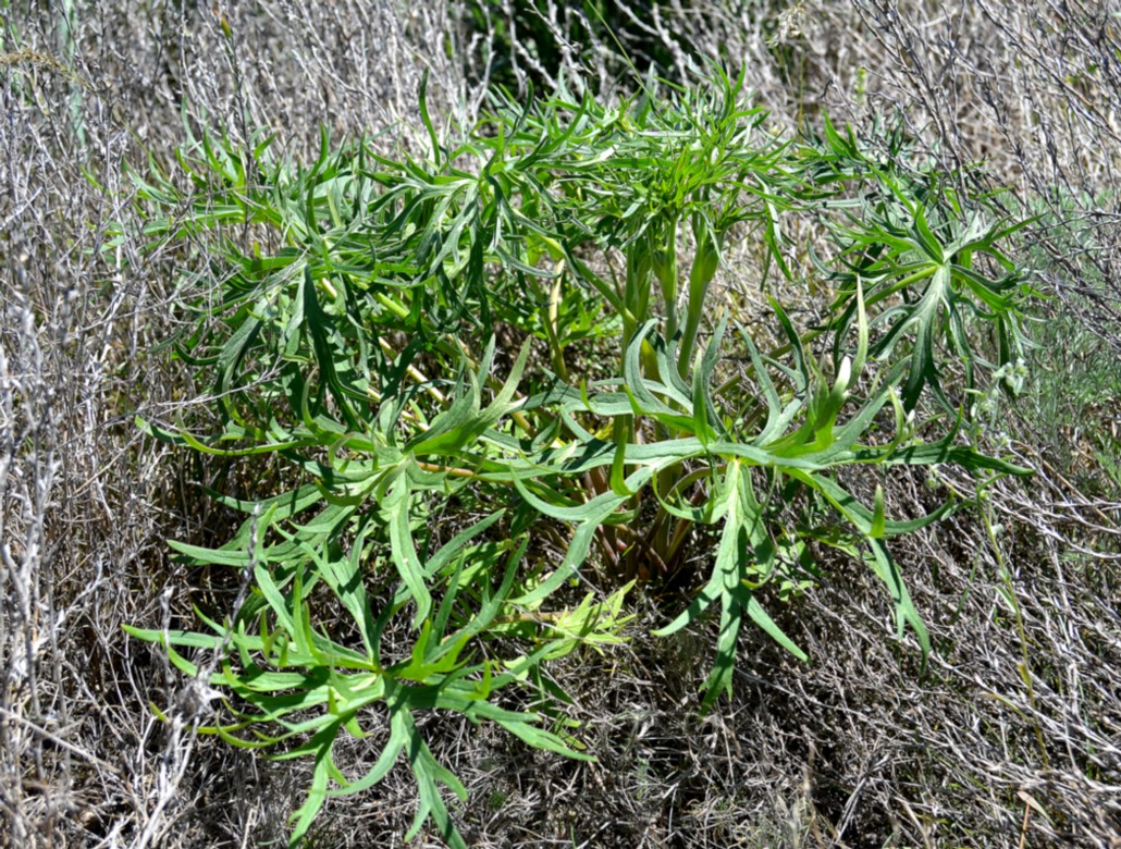 Image of Delphinium puniceum specimen.