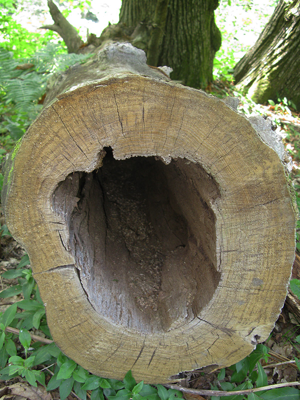 Image of Castanea sativa specimen.