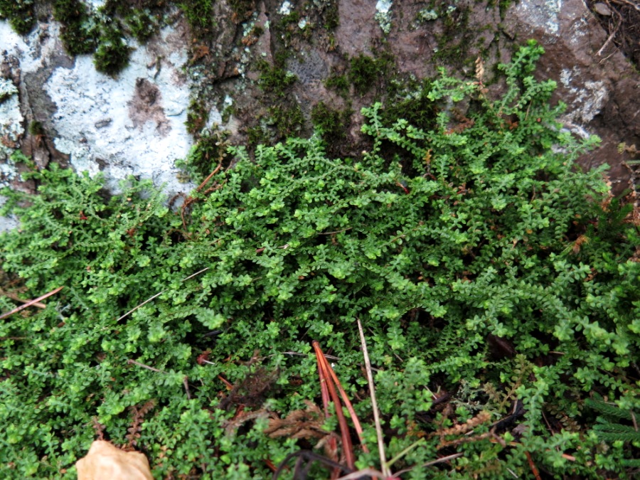 Image of Selaginella rossii specimen.