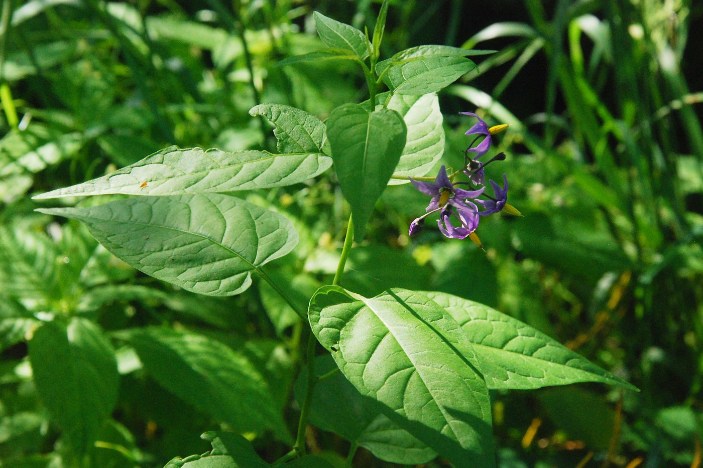 Image of Solanum dulcamara specimen.