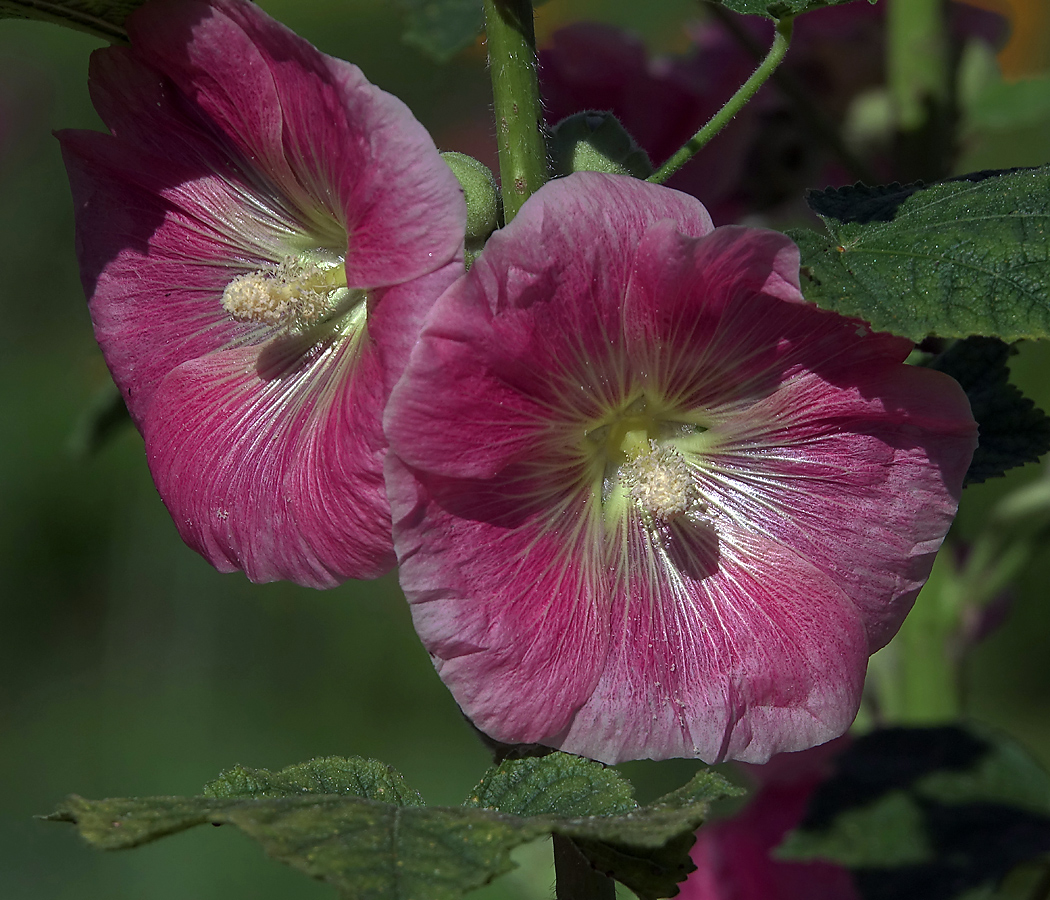 Image of Alcea rosea specimen.