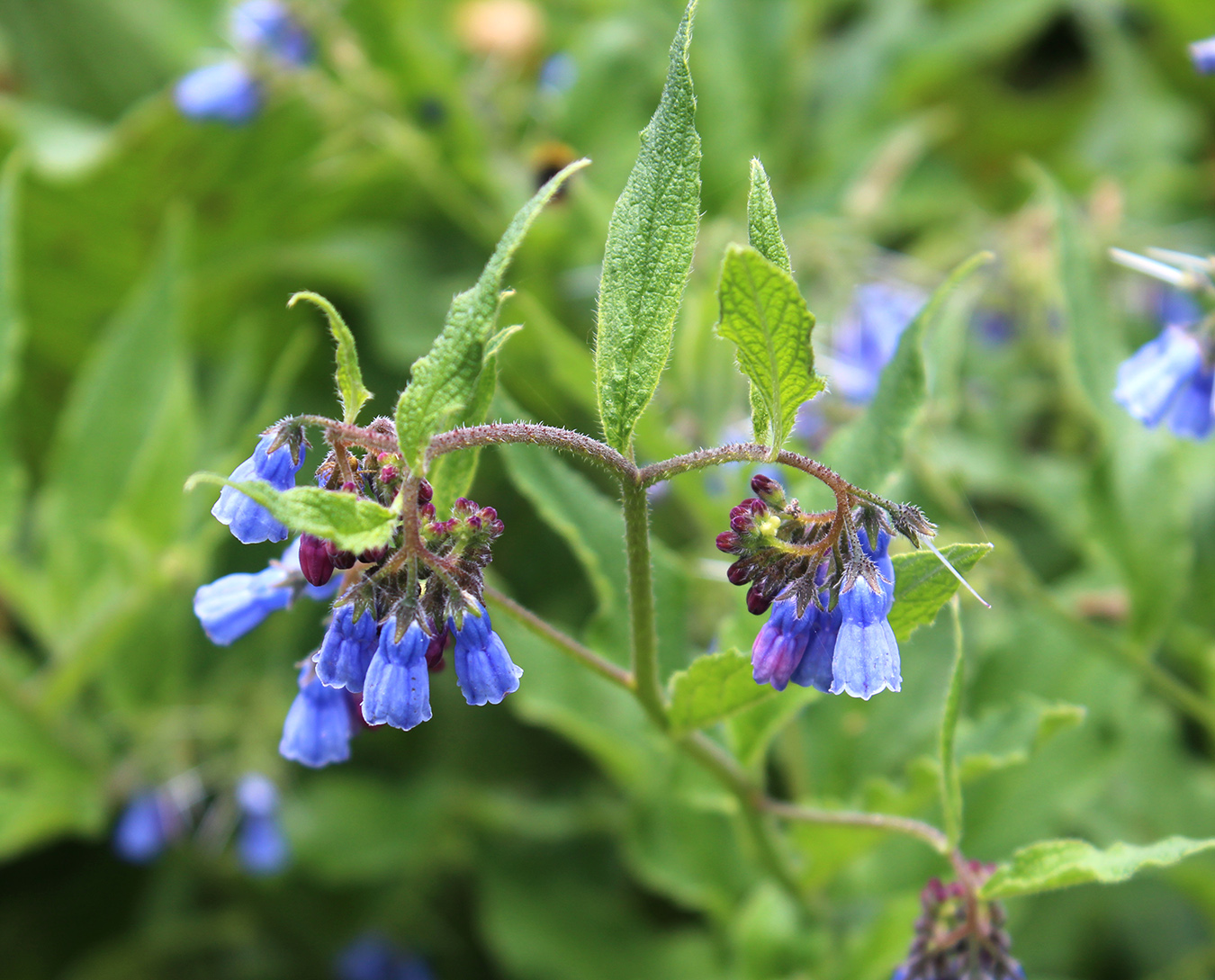 Изображение особи Symphytum asperum.