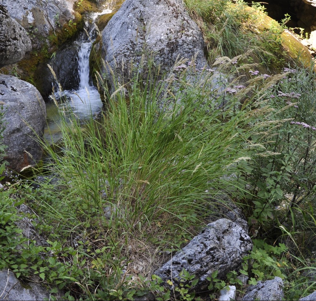 Изображение особи семейство Poaceae.